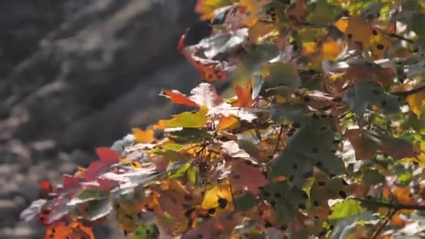 Folhas ondulantes das plantas ao lado do rio.4k — Vídeo de Stock