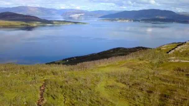 Os juncos altos e as plantas no lado do lago na Noruega — Vídeo de Stock