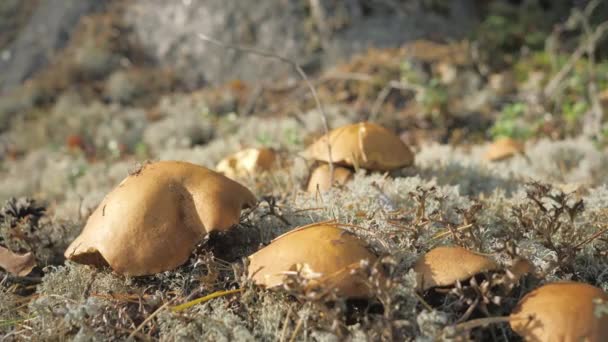 Einige der braunen Pilze auf dem Boden in Espoo Finnland — Stockvideo