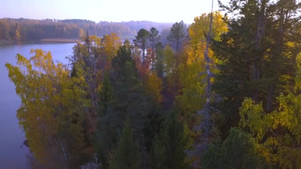 Luftaufnahme der hohen Bäume auf der Seeseite — Stockvideo