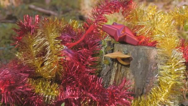 Złote i czerwone dekoracje świąteczne w lesie — Wideo stockowe