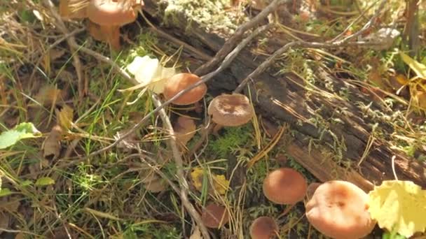 Una mirada más cercana de los hongos en el suelo en Espoo Finlandia — Vídeos de Stock
