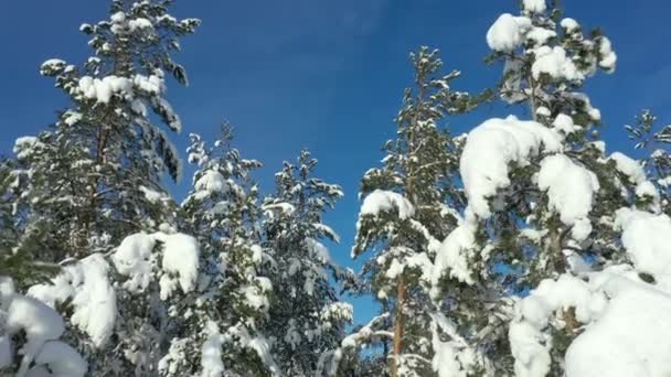 Close-up drone standpunt van besneeuwde sparren toppen in Finland. — Stockvideo