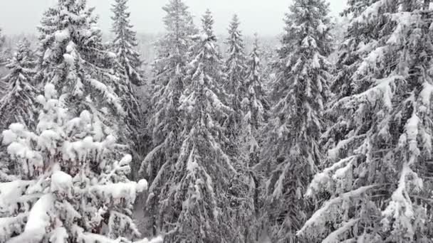 Primo piano drone colpo di cime di abete rosso durante le nevicate in Finlandia. — Video Stock