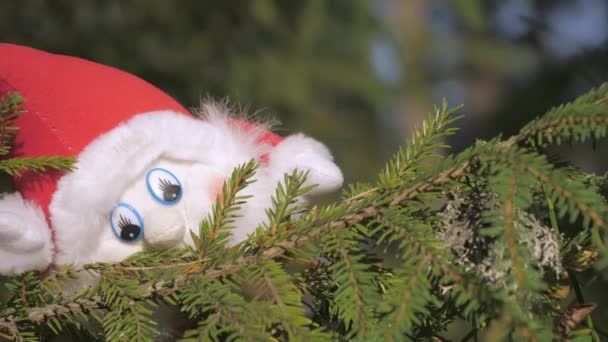 Les trucs jouet elfe accroché sur les feuilles de pin à Rovaniemi Finland.4k — Video