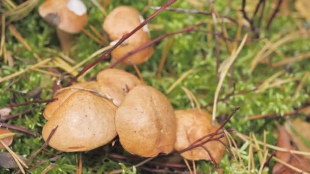 Close-up olhar dos cogumelos marrons no chão — Vídeo de Stock