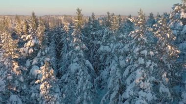 Finlandiya 'da karlı ağaçların hava görüntüsü daha yakın.