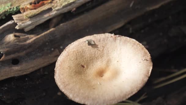 Algunos de los hongos que se encuentran en el bosque en Espoo Finlandia — Vídeo de stock