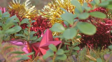 Orman zemininde yeşil otlar ve bitkiler