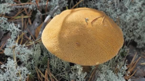 Os cogumelos no chão na floresta em Espoo Finlândia — Vídeo de Stock