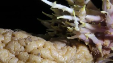 Buruşuk bir patatesin yakından çekimi. Bir sürü filizlenmiş patates..