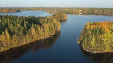 Finlandiya 'daki büyük Saimaa Gölü' ndeki ağaçların insansız hava aracı görüntüsü.