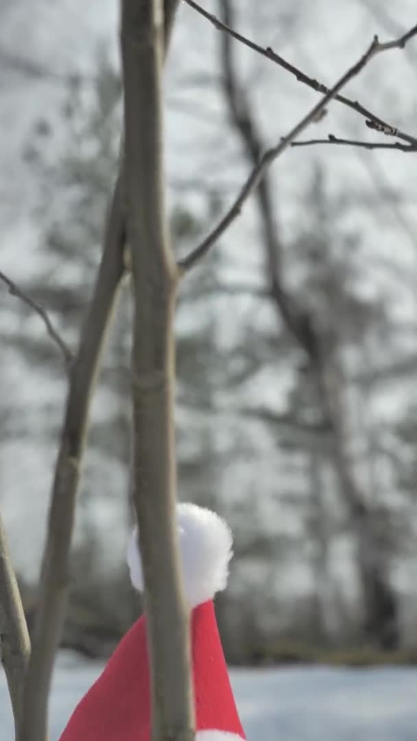 Primer plano de un elfo en un árbol en un día soleado durante la Navidad. — Vídeos de Stock
