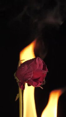 Ateşin sarı alevi gülü yakıyor. Romantik konsept