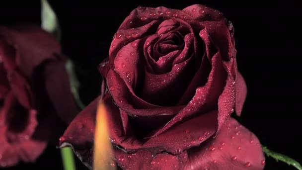 Una delle rose rosse con l'umido bagnato sui petali. Concetto romantico — Video Stock