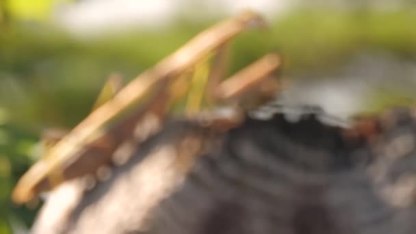 Um olhar de perto do inseto mantis religiosa no tronco no Japão — Vídeo de Stock