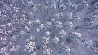 Finlandiya 'daki ladin ormanlarının muhteşem insansız hava aracı bakış açısı.
