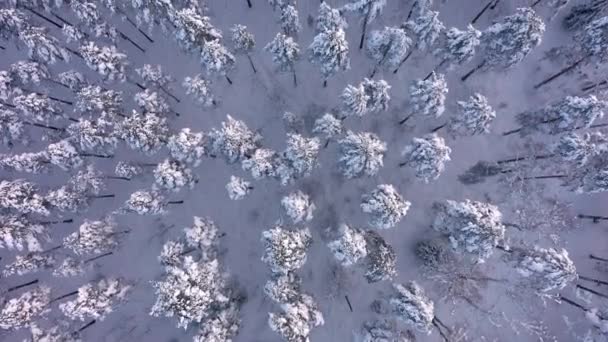 Awesome drone point of view of a spruce forest in Finland. — Stock Video