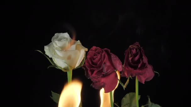 Two red roses and white rose inside the black room. Romantic concept — Stock Video