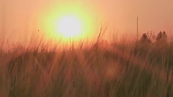 ภาพที่สวยงามของสนามที่มีพระอาทิตย์ตกที่น่าตื่นตาตื่นใจในพื้นหลัง . — วีดีโอสต็อก