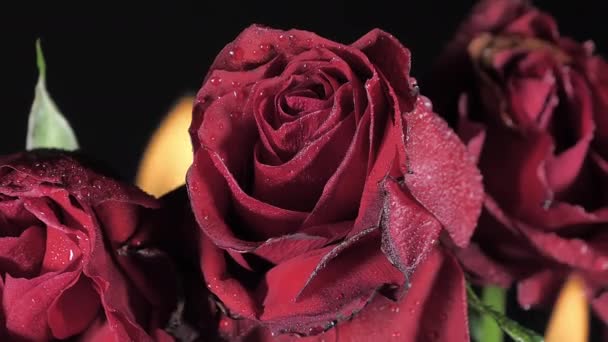 Três hastes de rosas dentro da sala preta. Conceito romântico — Vídeo de Stock