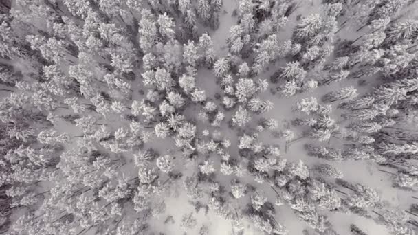 Чудові кадри лісового ландшафту у Фінляндії.. — стокове відео