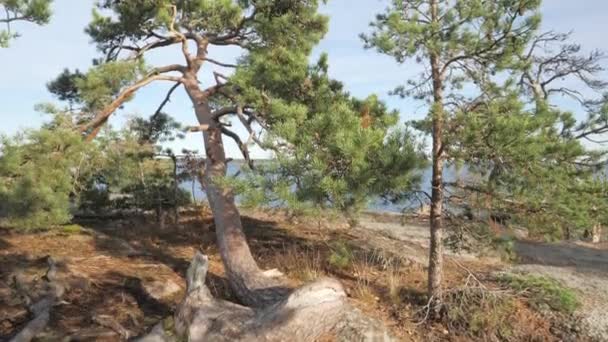 Store furutrær på granittjorden i skogen – stockvideo