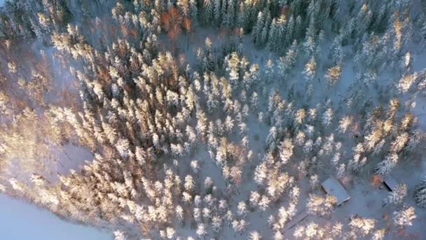 Beautiful aerial shot of Idyllic snowy forest in Finland. — Stock Video