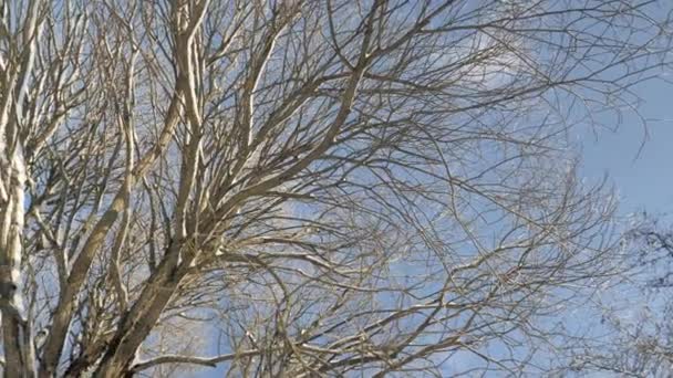 Beautiful shot of snowy trees on a sunny day during winter. — Stockvideo