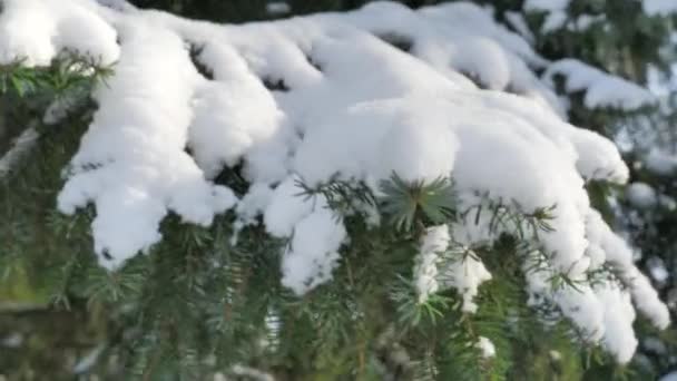 Κοντινό πλάνο από ένα χιονισμένο κλαδί ερυθρελάτης σε μια ηλιόλουστη μέρα στη Σκανδιναβία. — Αρχείο Βίντεο