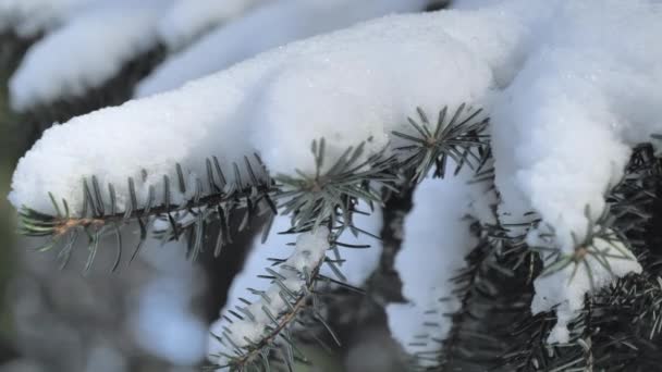 Closeup shot of a snowy spruce branch on a sunny day during winter. — Stock Video