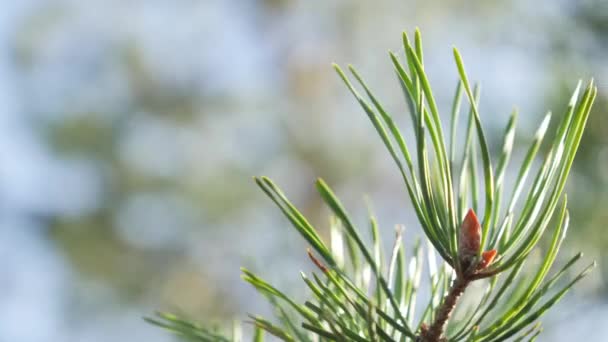 The closer look of the flower of the pine tree — Stockvideo