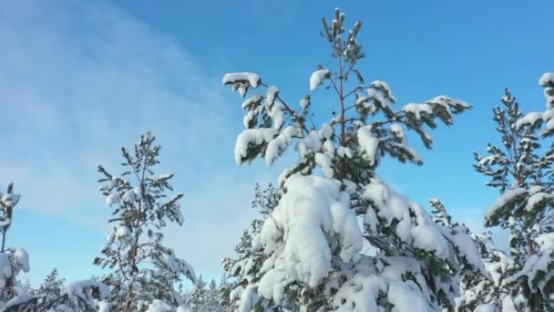 Κοντινό πλάνο εναέρια πλάνα του χιονισμένο κορυφές έλατο σε μια ηλιόλουστη μέρα στη Φινλανδία. — Αρχείο Βίντεο