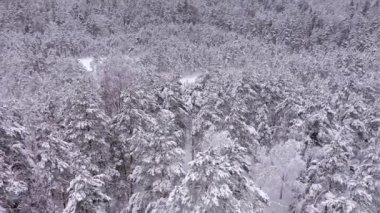 Finlandiya 'da İskandinav ormanlarında karlı ağaçların güzel insansız hava aracı görüntüleri.