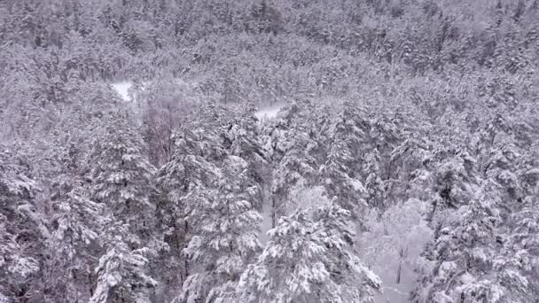 Beautiful drone shot of snowy trees in a scandinavian forest in Finland. — Video Stock