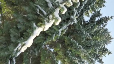 Closeup shot of snowy spruce trees on a sunny day.