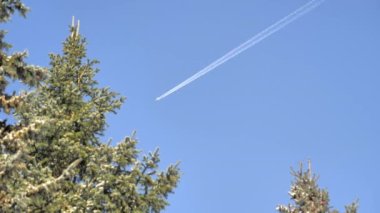 Beautiful shot of a plane flying high above some spruce trees on a sunny day.