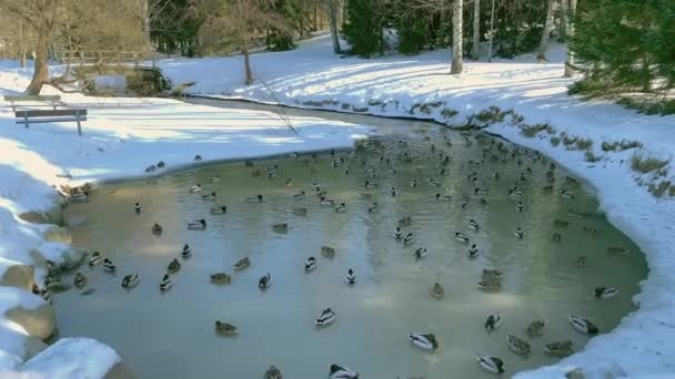 Hermosa toma de patos nadando en un pequeño estanque rodeado de nieve. — Vídeo de stock