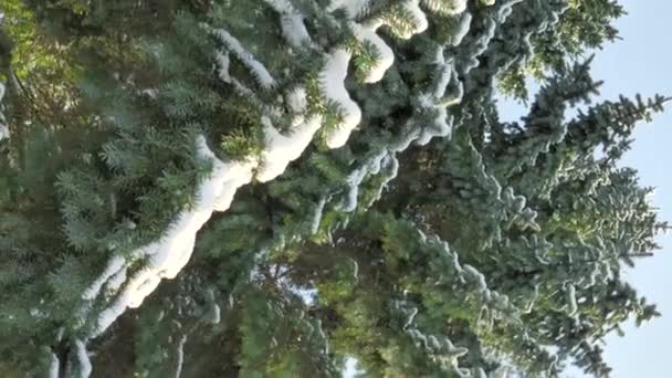 Closeup shot of snowy spruce trees on a sunny day. — Wideo stockowe