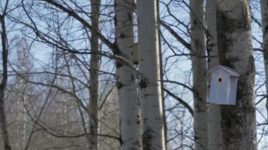 Closer shot of bird houses attached to birch trees on a sunny day.