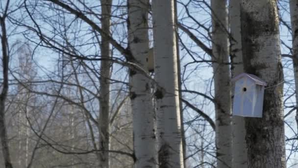 Closer shot of bird houses attached to birch trees on a sunny day. — Video Stock