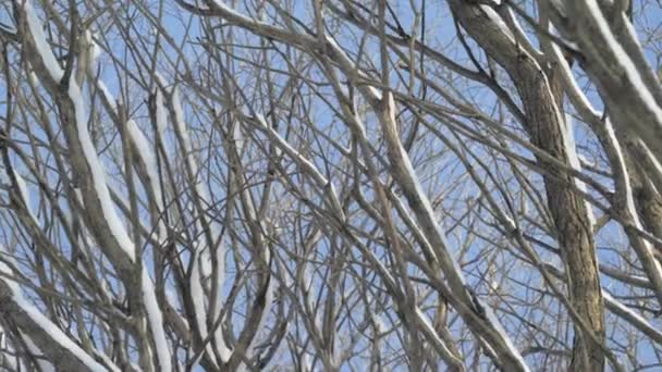 Bliższe ujęcie śnieżnych drzew w słoneczny dzień zimą. — Wideo stockowe