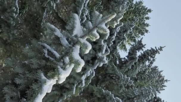 겨울에 눈덮인 나뭇가지에서 찍은 근접 사진. — 비디오