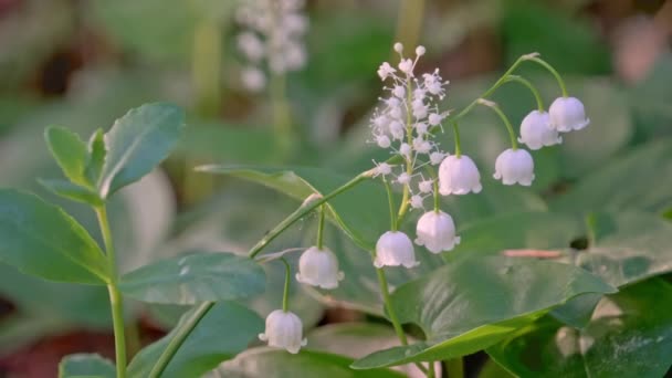 Close-up shot van lelietje-van-dalen. — Stockvideo