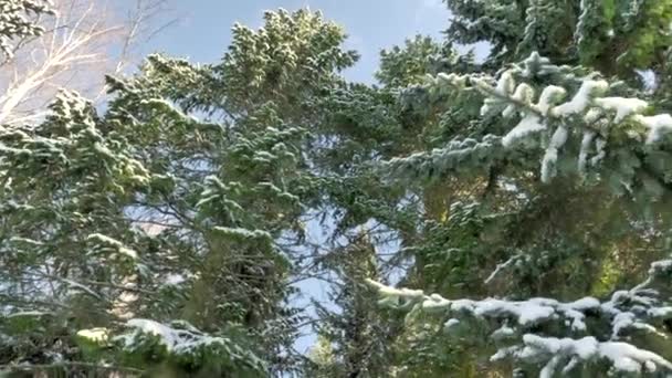 Bliższe ujęcie śnieżnych świerków w słoneczny dzień w Finlandii. — Wideo stockowe
