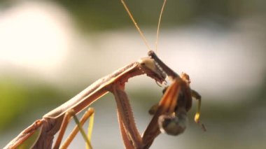 Japonya 'daki peygamberdevesi dininin keskin iğneleri.