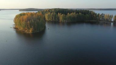 Finlandiya 'daki Saimaa Gölü' ndeki sarı renk ağaçlarının yakından görünüşü.