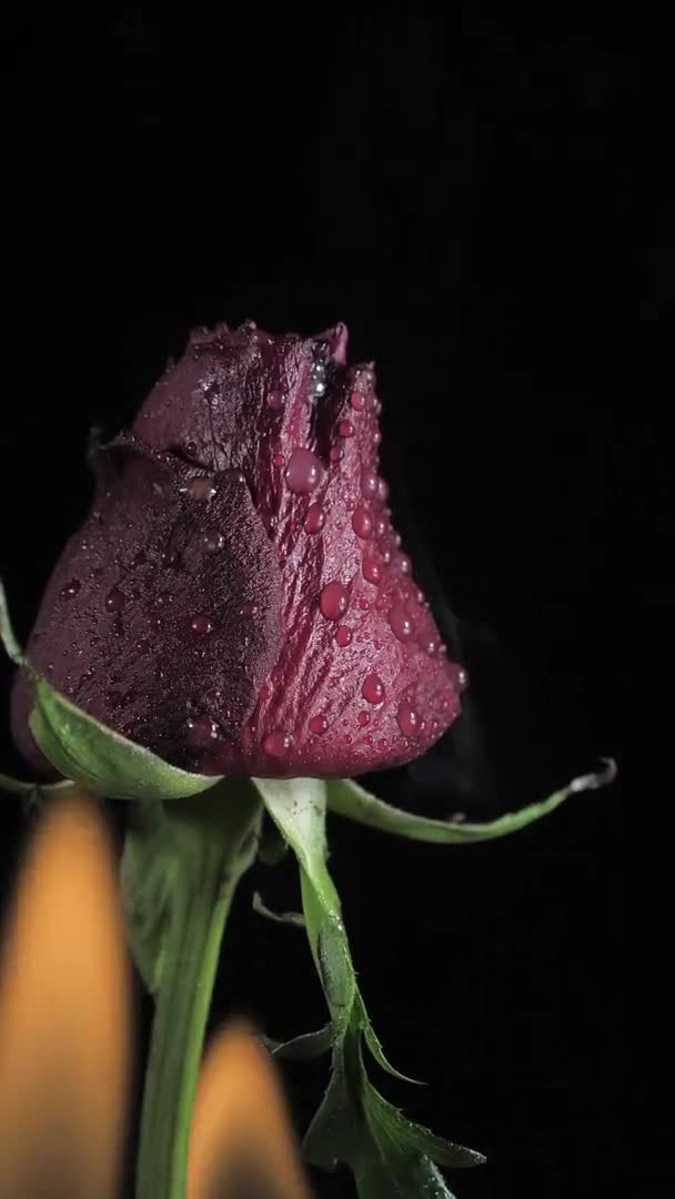 O olhar mais atento da rosa vermelha com a água úmida. Conceito romântico — Vídeo de Stock