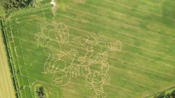 Drohnenaufnahme von Zeichnungen auf einem Feld in Estland. — Stockvideo