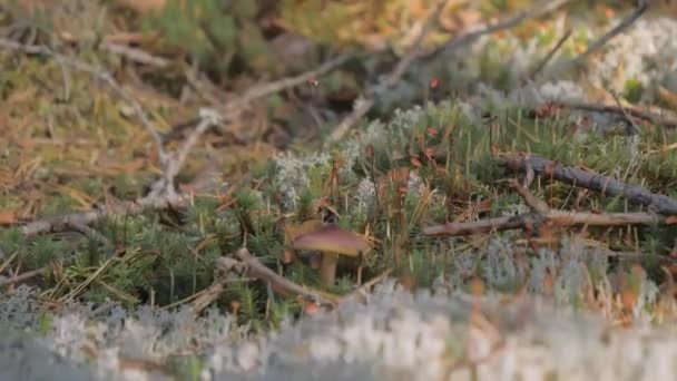 Una mirada más cercana del hongo en la reserva natural en Espoo Finlandia — Vídeo de stock